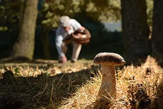 Les champignons frais : saisons de récolte, identification, comestibilité, préparation